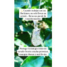Collaret Llum Còsmica ✨ de Quars Herkimer de plata | Protecció i neteja