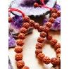 Pulsera 'Shiva' de Rudraksha natural
