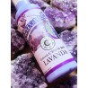 Lavender colony by Murray & Lanman